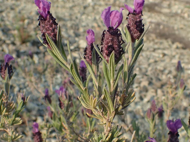 Spanish lavender (Lavandula stoechas) in flower