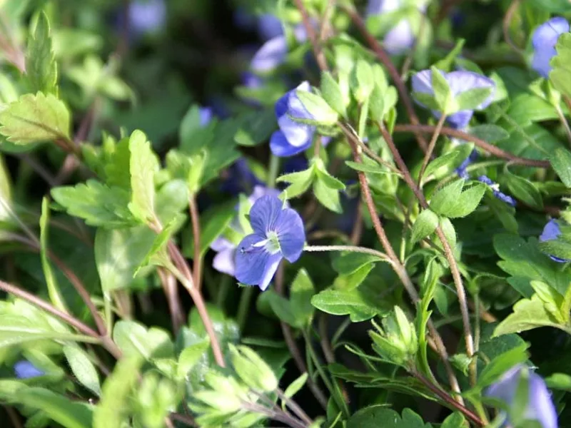 Speedwell 'Georgia Blue' (Veronica umbrosa 'Georgia Blue') in flower