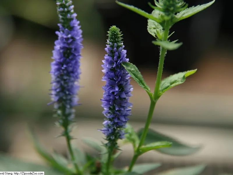Speedwell 'Royal Candles' (Veronica spicata 'Royal Candles') in flower
