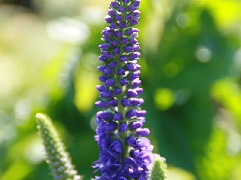 Speedwell 'Sunny Border Blue' (Veronica 'Sunny Border Blue') in flower