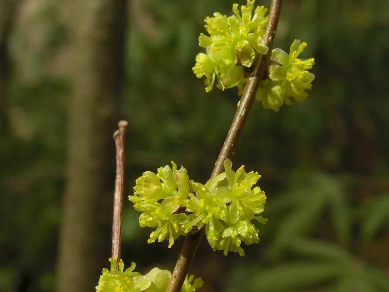 Spicebush (Lindera benzoin) in flower