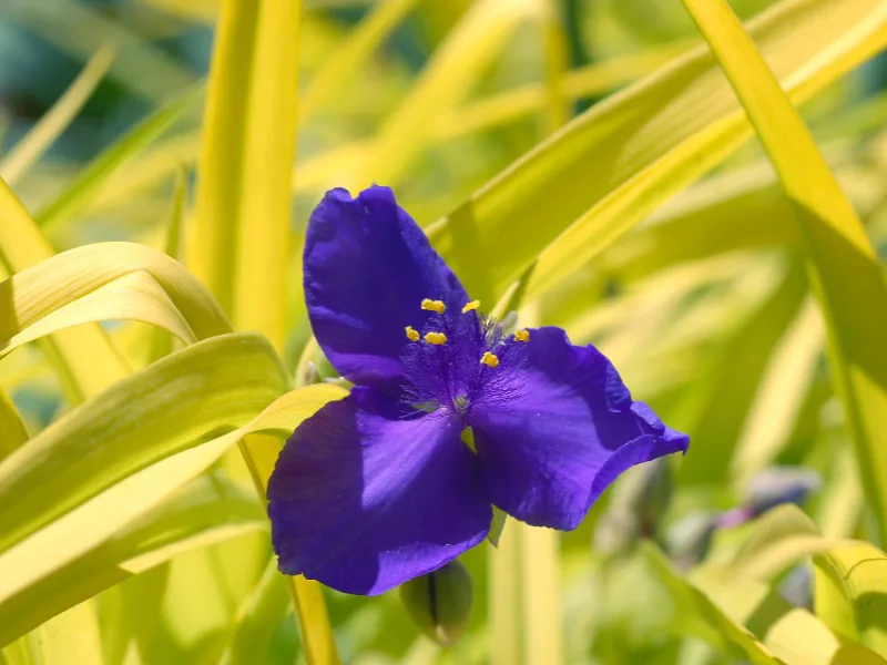 Spiderwort 'Sweet Kate' (Tradescantia 'Sweet Kate') in flower