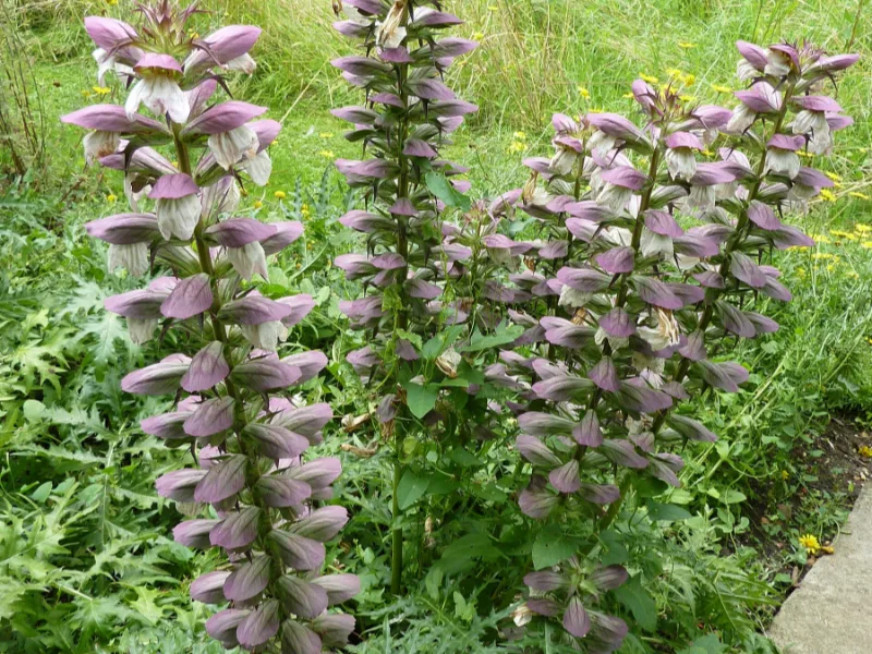 Spiny bear's breeches (Acanthus spinosus) in flower