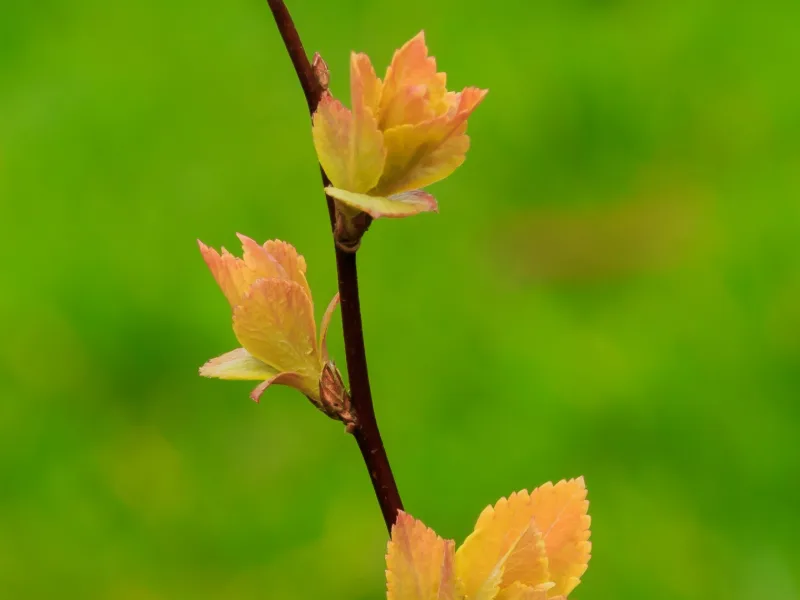 Japanese spirea 'Goldflame' (Spiraea japonica 'Goldflame') in flower