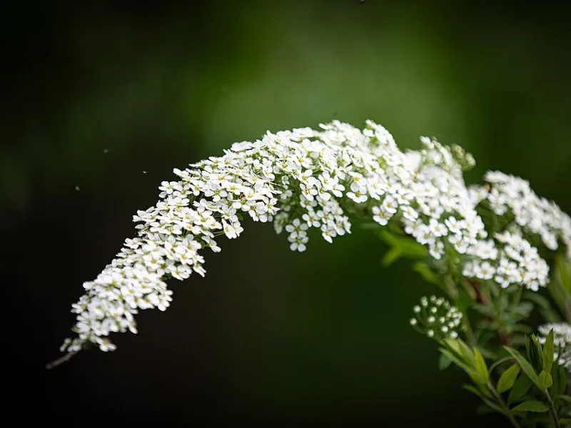 Spirea 'Grefsheim' (Spiraea x cinerea 'Grefsheim') in flower
