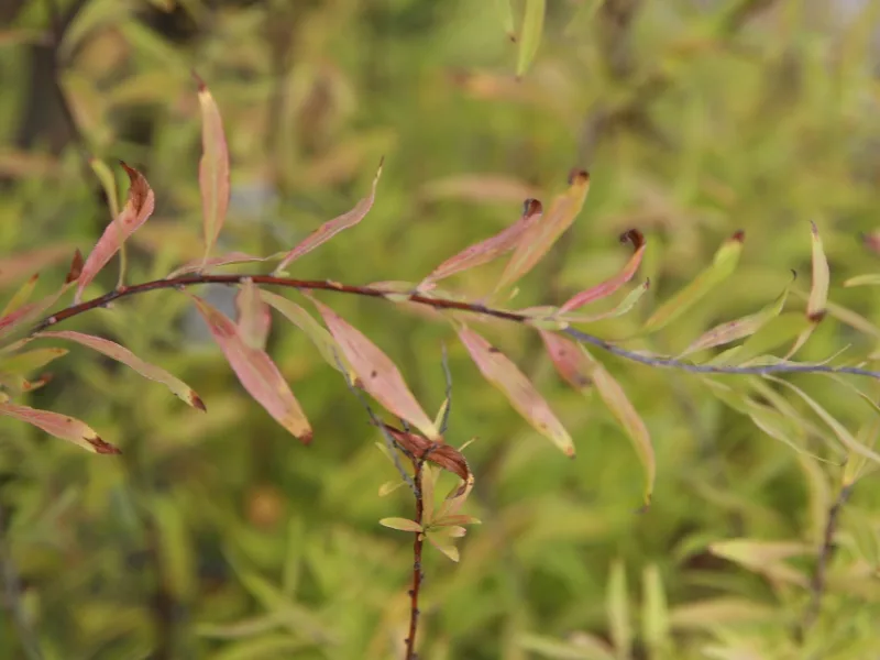 Spirea 'Ogon' (Spiraea thunbergii 'Ogon') in flower