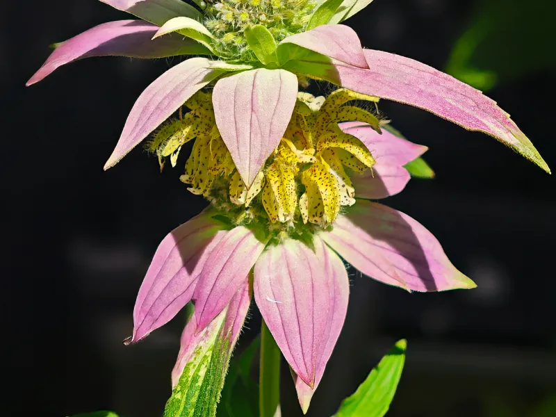 Spotted bee balm (Monarda punctata) in flower