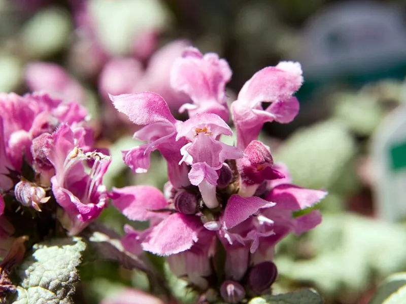 Spotted dead nettle 'Beacon Silver' (Lamium maculatum 'Beacon Silver') in flower