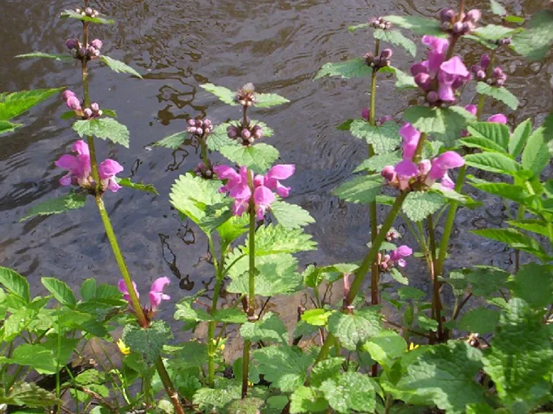Spotted dead nettle (Lamium maculatum) in flower