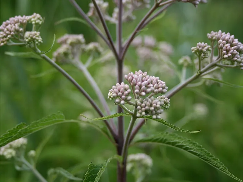 Spotted Joe-Pye weed (Eutrochium maculatum) in flower