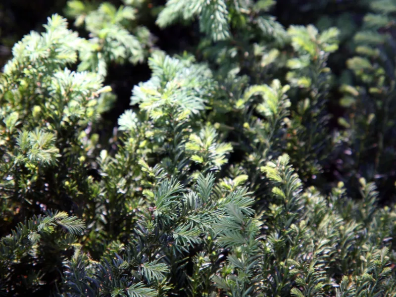 Spreading English yew (Taxus baccata 'Repandens')