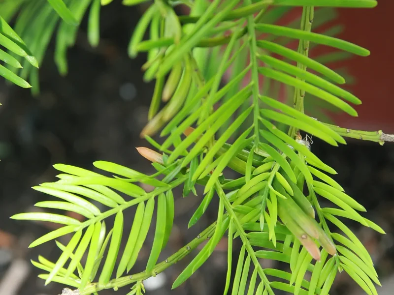 Spreading plum yew (Cephalotaxus harringtonia 'Prostrata')