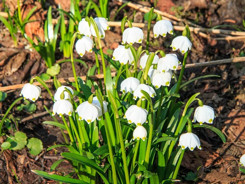 Spring snowflake (Leucojum vernum) in flower