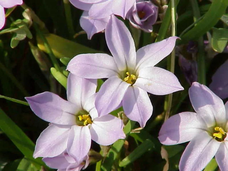 Spring starflower (Ipheion uniflorum) in flower