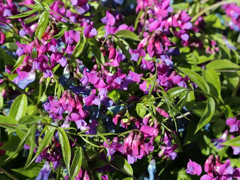 Spring vetchling (Lathyrus vernus) in flower