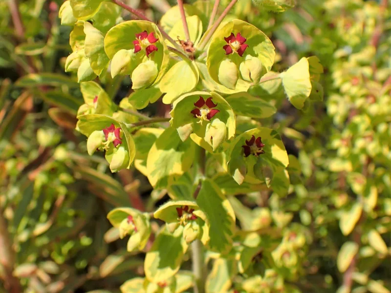 Spurge 'Ascot Rainbow' (Euphorbia x martini 'Ascot Rainbow') in flower