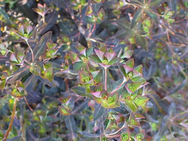 Spurge 'Chameleon' (Euphorbia dulcis 'Chameleon')