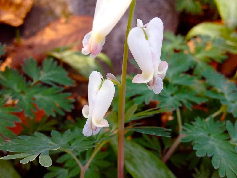Squirrel corn (Dicentra canadensis) in flower