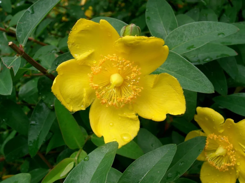St John's wort 'Hidcote' (Hypericum 'Hidcote') in flower