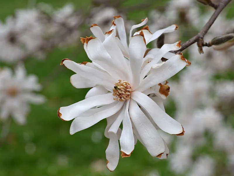 Star magnolia 'Royal Star' (Magnolia stellata 'Royal Star') in flower