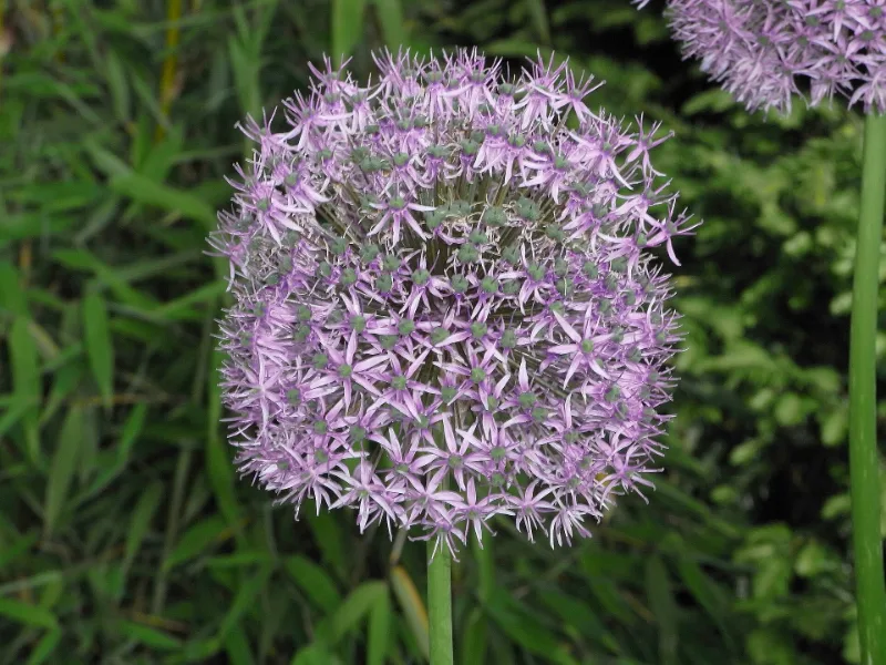Star of Persia (Allium christophii) in flower