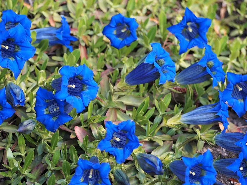 Stemless gentian (Gentiana acaulis) in flower