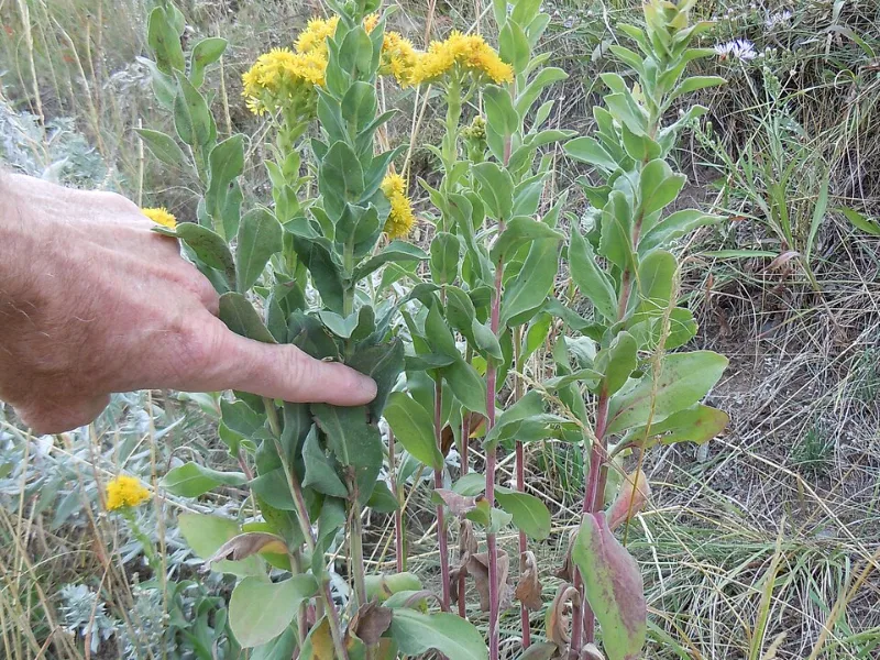 Stiff goldenrod (Solidago rigida) in flower