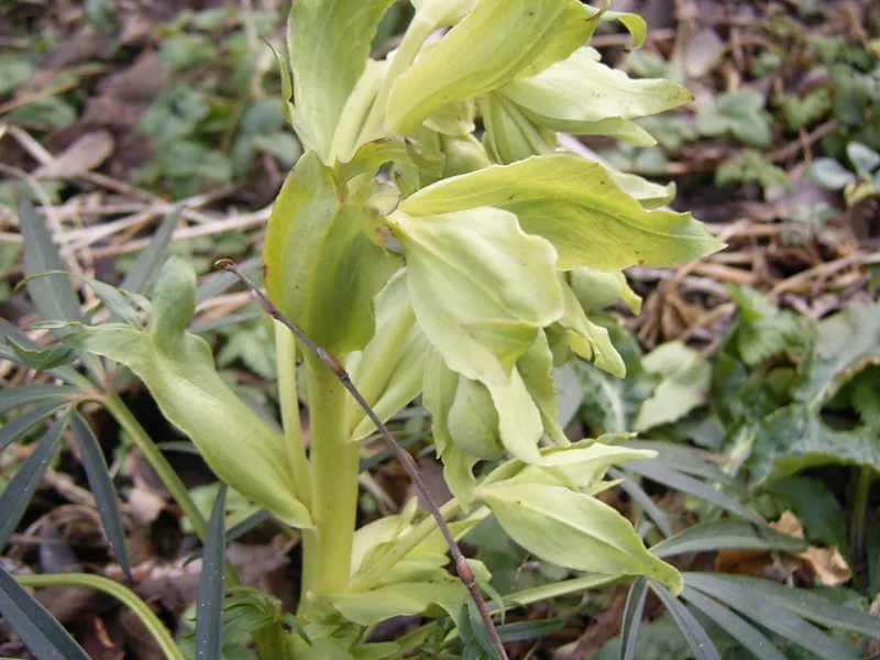 Stinking hellebore (Helleborus foetidus) in flower