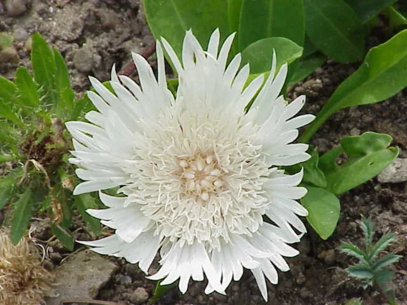 Stokes' aster (Stokesia laevis) in flower