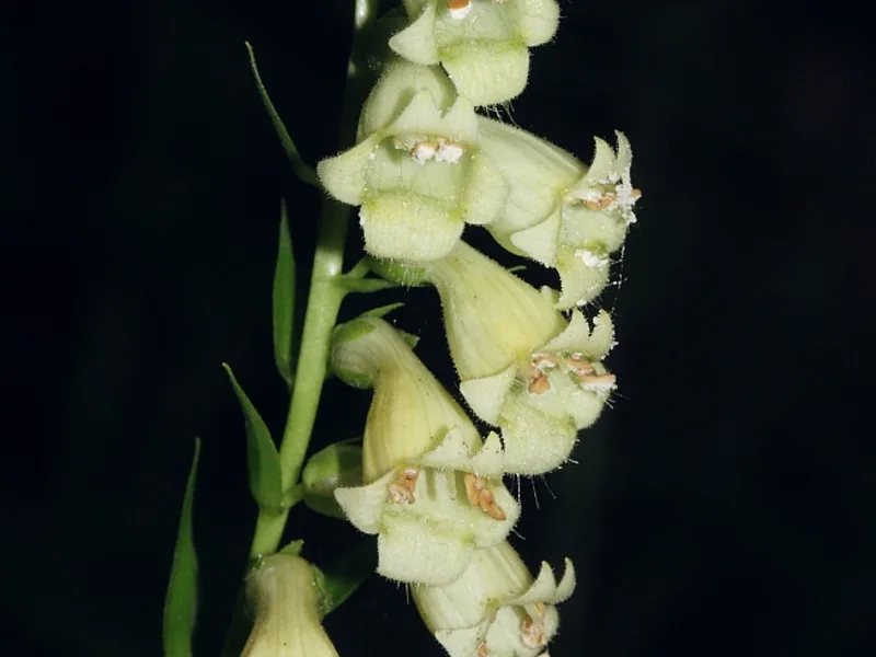 Straw foxglove (Digitalis lutea) in flower