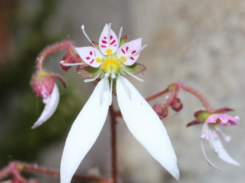 Strawberry begonia (Saxifraga stolonifera) in flower