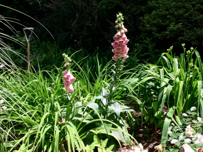 Strawberry foxglove (Digitalis x mertonensis) in flower