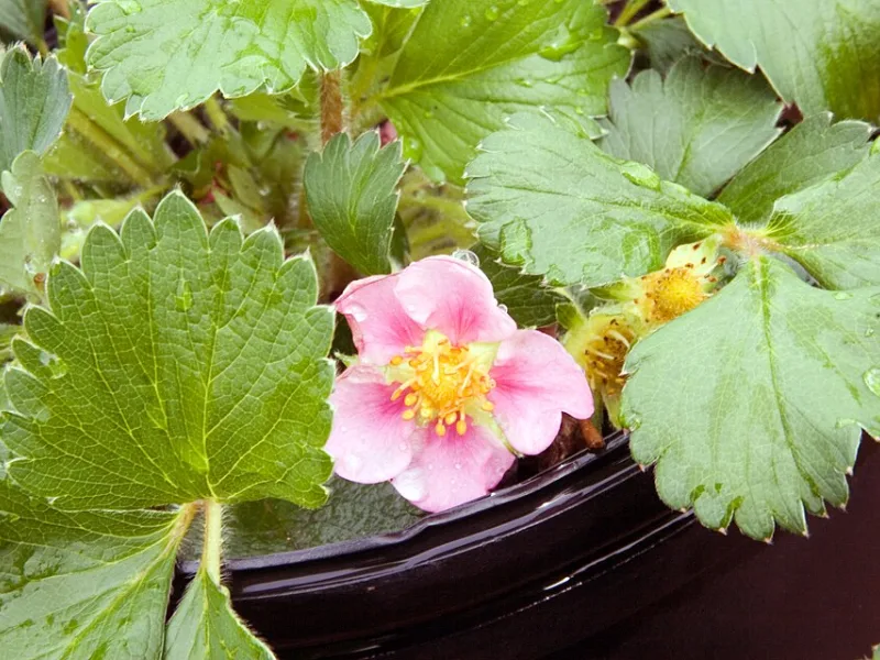 Strawberry 'Lipstick' (Fragaria 'Lipstick') in flower
