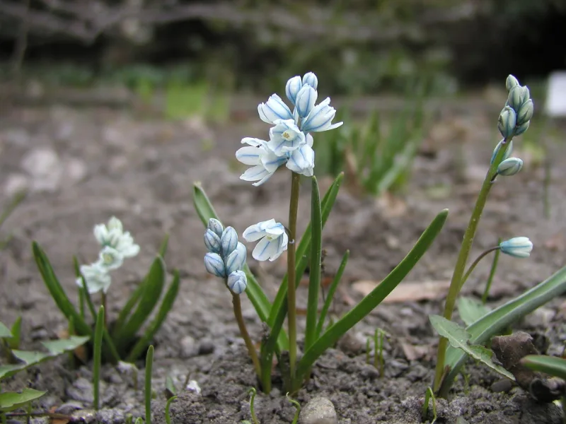 Striped squill (Puschkinia scilloides) in flower