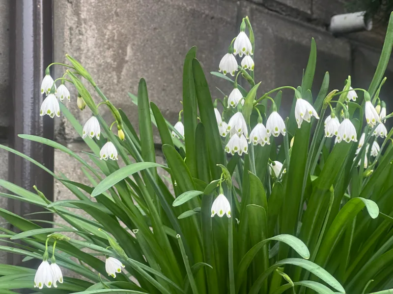 Summer snowflake (Leucojum aestivum) in flower