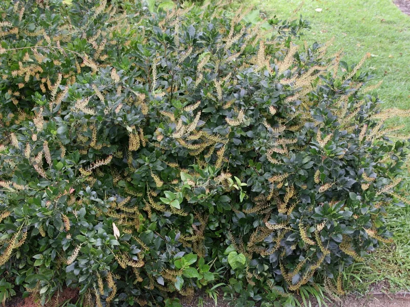 Summersweet 'Hummingbird' (Clethra alnifolia 'Hummingbird') in flower