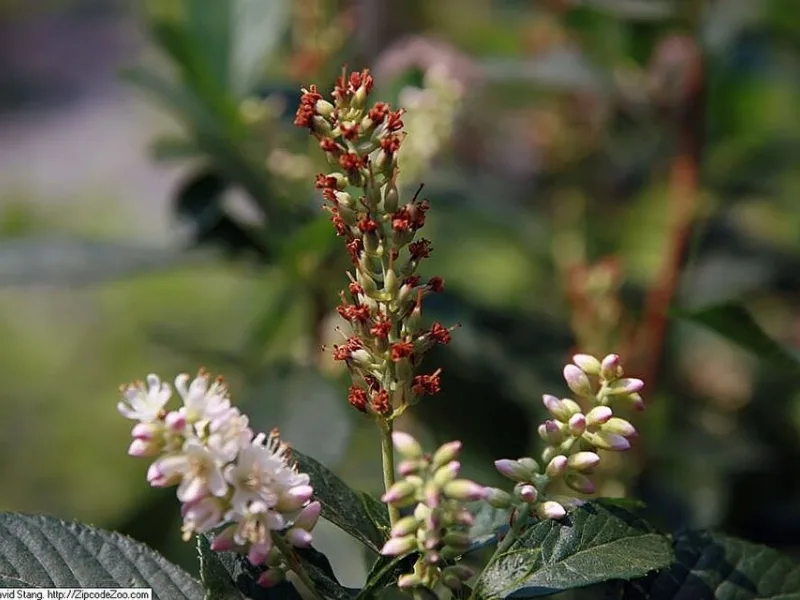 Summersweet 'Ruby Spice' (Clethra alnifolia 'Ruby Spice') in flower