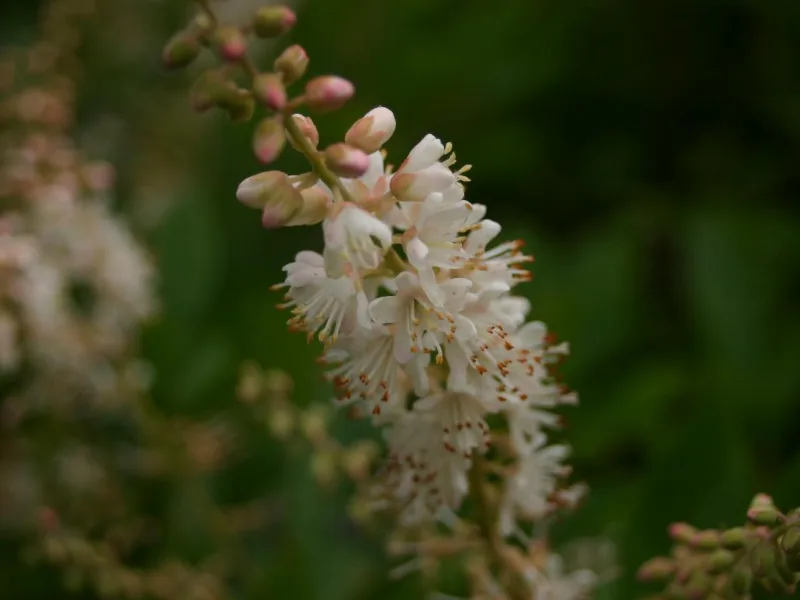 Summersweet (Clethra alnifolia) in flower