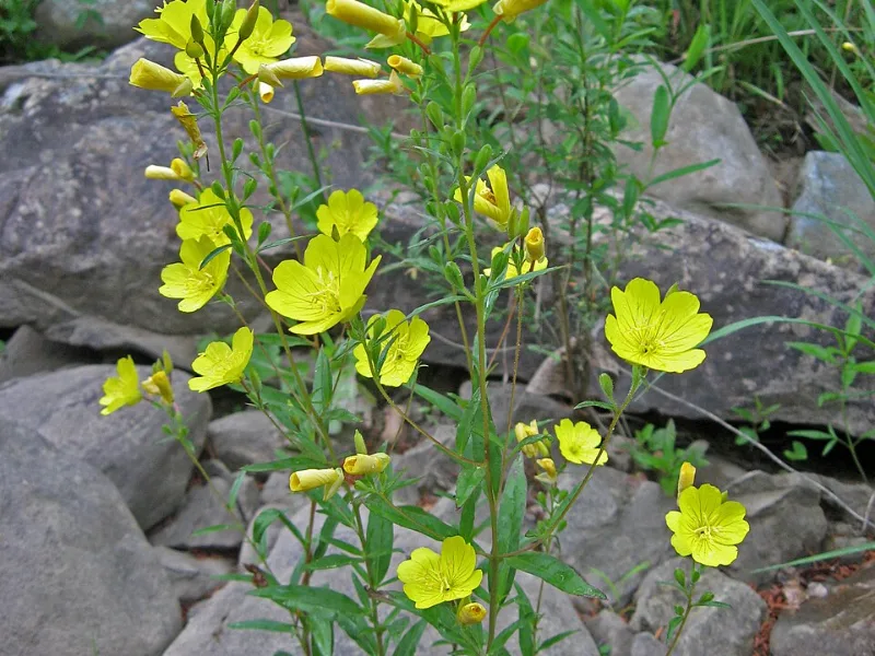 Sundrops 'Fireworks' (Oenothera fruticosa 'Fyrverkeri') in flower