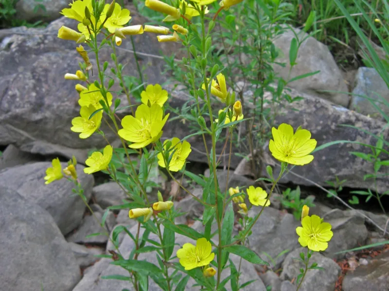 Sundrops (Oenothera fruticosa) in flower