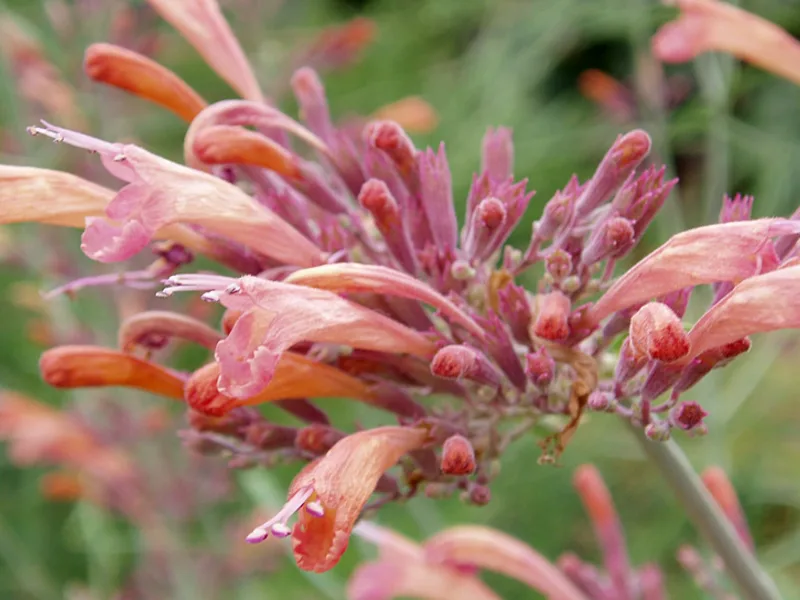 Sunset hyssop (Agastache rupestris) in flower