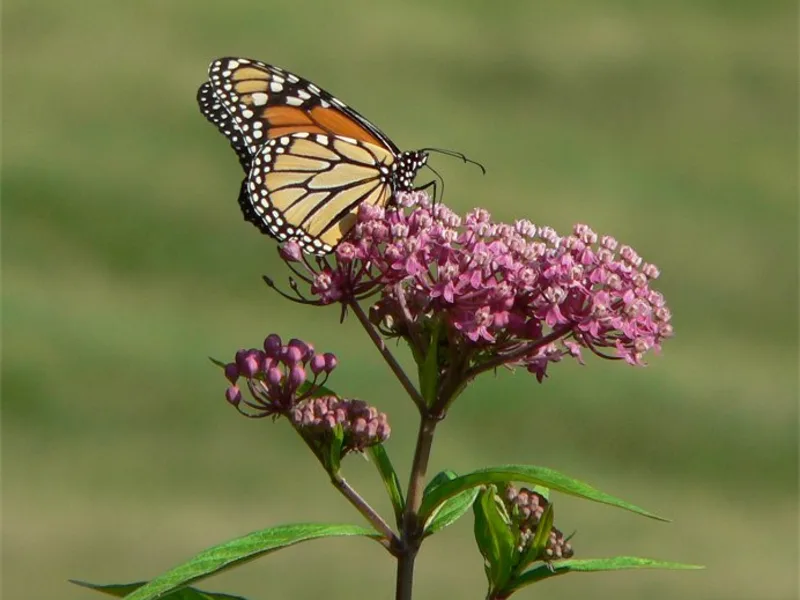 Swamp milkweed (Asclepias incarnata) in flower