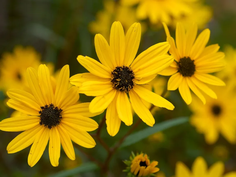 Swamp sunflower (Helianthus angustifolius) in flower