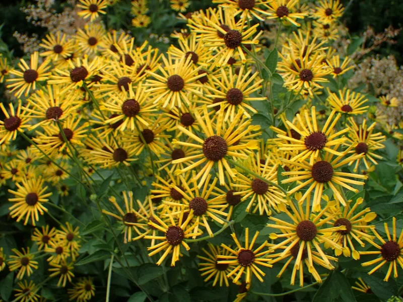 Sweet coneflower 'Henry Eilers' (Rudbeckia subtomentosa 'Henry Eilers') in flower