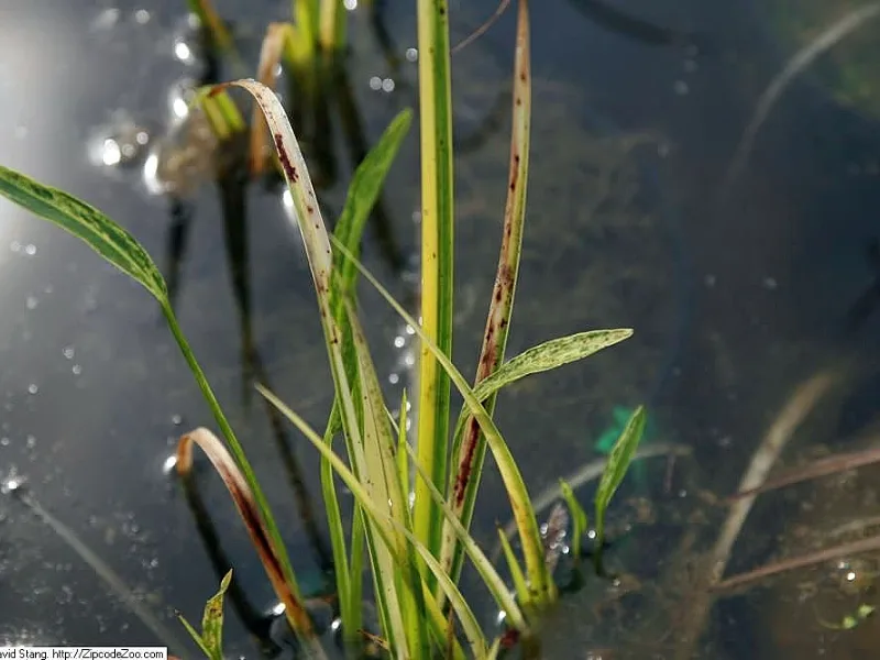 Sweet flag 'Ogon' (Acorus gramineus 'Ogon')