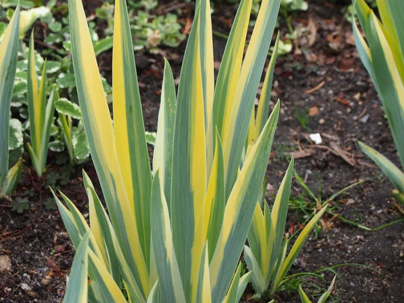 Sweet iris 'Variegata' (Iris pallida 'Variegata') in flower