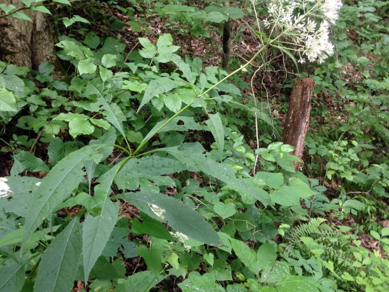 Sweet Joe Pye weed (Eutrochium purpureum) in flower