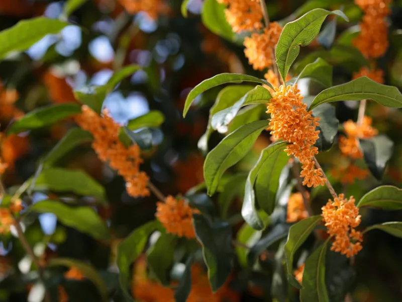 Sweet olive (Osmanthus fragrans) in flower