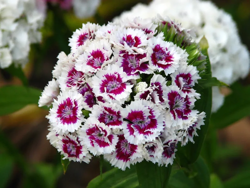Sweet William (Dianthus barbatus) in flower