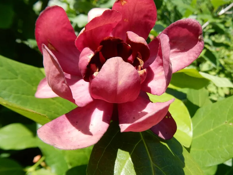 Sweetshrub 'Aphrodite' (Calycanthus 'Aphrodite') in flower